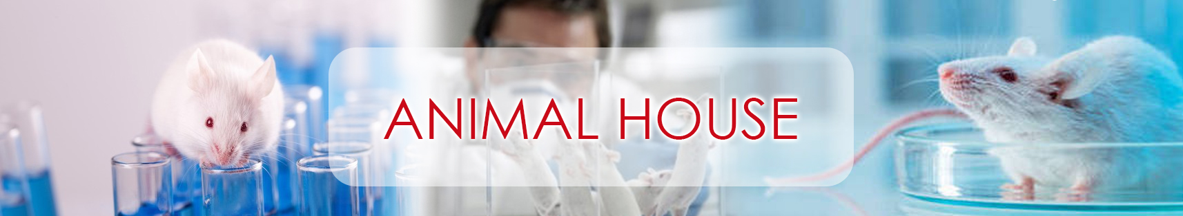 Animal House